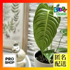 2025年最新】レアアンスリウムの人気アイテム - メルカリ