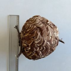 スズメバチの巣 初期 とっくり型 蜂の巣 - メルカリ