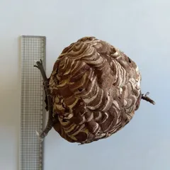 2025年最新】スズメバチ標本の人気アイテム - メルカリ