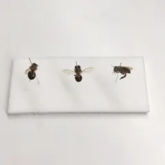 2025年最新】ミツバチ 標本の人気アイテム - メルカリ
