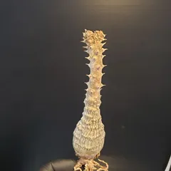 2025年最新】ウィンゾリー パキポディウムの人気アイテム - メルカリ