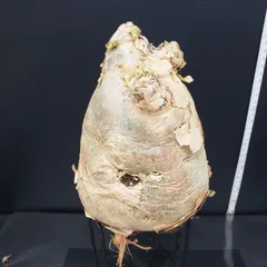 2025年最新】キフォステンマの人気アイテム - メルカリ