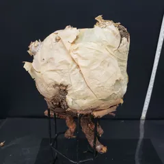 2025年最新】キフォステンマの人気アイテム - メルカリ