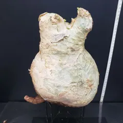 2025年最新】キフォステンマの人気アイテム - メルカリ