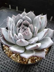 多肉植物　ブラックサバス　A