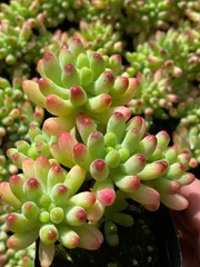 【50株の抜き苗セット】乙女心　多肉植物　佐川急便発送　エケベリア　韓国苗　Z2441