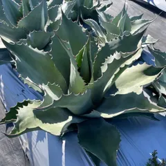 2025年最新】アガベ オバティフォリアの人気アイテム - メルカリ