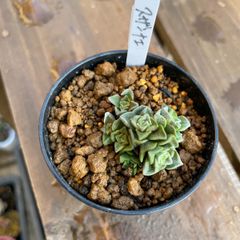 桜水晶 ハオルチア 多肉 抜き苗 美苗 - メルカリ