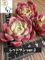 ☆多肉植物 メビナ錦群生 韓国苗☆ - メルカリ