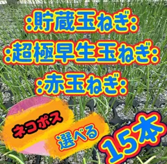 2026年最新】玉ねぎ 苗の人気アイテム - メルカリ