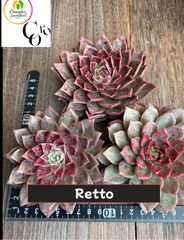 ☆多肉植物 メビナ錦群生 韓国苗☆ - メルカリ