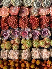 現品発送 限定価格 NT30×49苗  新入荷 7種類セット  土付き 詰め合わせ 多肉植物 エケベリア 韓国苗 新入荷