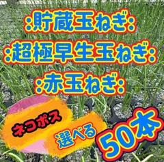 2026年最新】玉ねぎ苗の人気アイテム - メルカリ