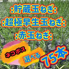 2026年最新】玉ねぎ苗 極早生の人気アイテム - メルカリ