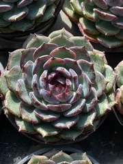 【24株の抜き苗セット】パープルクリスタル　多肉植物　佐川急便発送　エケベリア　韓国苗　ZZ162