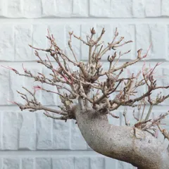 2026年最新】盆栽 楓 カエデの人気アイテム - メルカリ