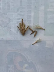 【無農薬・有機栽培】ステビア 種　50粒位