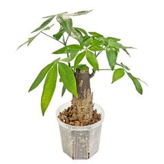 UJ モンステラ ゴールドリーフ 4号 アーバンジャングル フルムーン