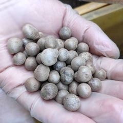 【鳥取県産】むかご Mサイズ程度 10kg 長芋 ねばりっこ とっくり芋