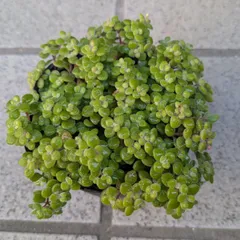 多肉植物　抜き苗　ブロウメアナ１　９センチポット