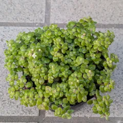 多肉植物　抜き苗　ブロウメアナ２　９センチポット