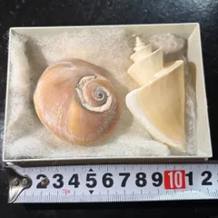 2025年最新】チマキボラの人気アイテム - メルカリ