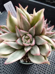 2025年最新】多肉植物 マリア錦の人気アイテム - メルカリ