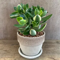 2025年最新】花月 金のなる木の人気アイテム - メルカリ