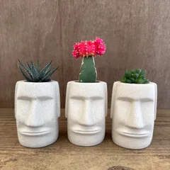 ★モアイ3兄弟！！① 3種類 ハオルチア松の雪  緋牡丹(ピンク) ハオルチア不明種 現品 観葉植物 観葉 植物 珍奇植物 珍奇 珍しい レア 希少 多肉植物 多肉 カクタス インテリア プレゼント おもしろい 可愛い