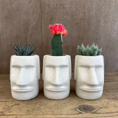 ★モアイ3兄弟！！② 3種類 ハオルチア松の雪  緋牡丹(赤) ハオルチア不明種 現品 観葉植物 観葉 植物 珍奇植物 珍奇 珍しい レア 希少 多肉植物 多肉 カクタス インテリア プレゼント おもしろい 可愛い