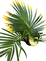 2026年最新】金環ソテツの人気アイテム - メルカリ