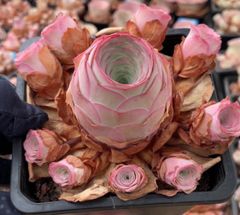 速達便で発送❣️コノフィツム ブルゲリSH409 大玉2cm以上 抜き苗 4株