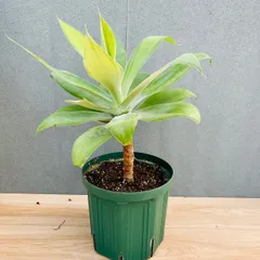 2025年最新】アガベアテナータの人気アイテム - メルカリ