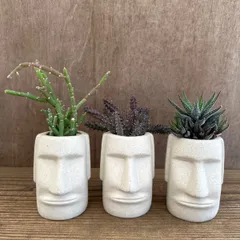 モアイ3兄弟セット！！ サルコステンマ ソコトラナム　スタペリア　ハオルチア   現品  観葉植物 観葉 植物 珍奇植物 珍奇 珍しい レア 希少 多肉植物 多肉 カクタス インテリア プレゼント おもしろい 可愛い