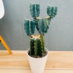 2025年最新】柱サボテン ブランチの人気アイテム - メルカリ