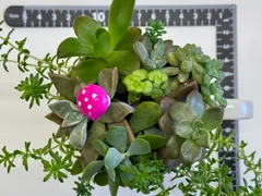 多肉植物　寄せ植え　エケベリア　観葉植物　ガーデニング