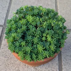 多肉植物　抜き苗　パリダム　１０センチ素焼き鉢