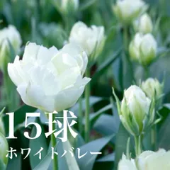 ハナハナ様専用　チューリップ’ホワイトバレー’15球とムスカリ'ネグレクタム'6球