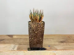 2026年最新】エボリスピナ陽炎の人気アイテム - メルカリ