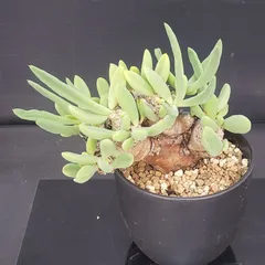 セール】チレコドン レティキュラータス No.003 鉢、送料込 メルカリ便