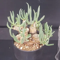 2025年最新】チレコドンの人気アイテム - メルカリ