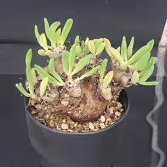 2025年最新】万物想の人気アイテム - メルカリ