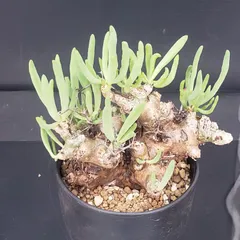 2025年最新】万物想の人気アイテム - メルカリ