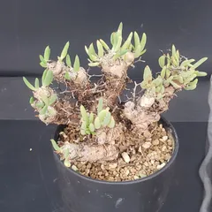 2025年最新】万物想の人気アイテム - メルカリ