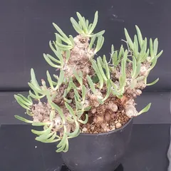 2025年最新】万物想の人気アイテム - メルカリ