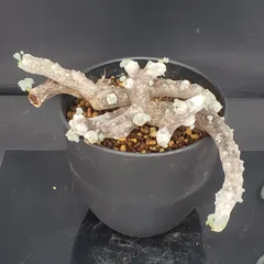 2025年最新】モンソニア ムルチフィダの人気アイテム - メルカリ