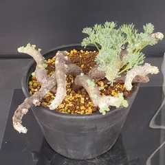 2025年最新】ムルチフィズムの人気アイテム - メルカリ