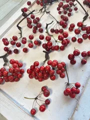 サンキライの販売予定 2025年最新】サンキライの人気アイテム - メルカリ