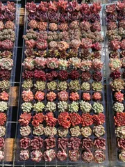 現品発送 限定価格  NT36 土付き 15種類セット 105苗 新入荷 サボテン 詰め合わせ 多肉植物 エケベリア 韓国苗