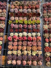 現品発送 NT37 土付き 15種類セット 105苗 新入荷 サボテン 詰め合わせ 多肉植物 エケベリア 韓国苗